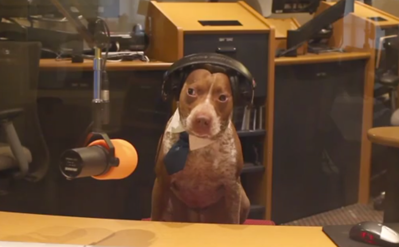 Включи радио для собак. Собака и радио. Щенок радио. Собачье радио. Собака в радио диапозоне.